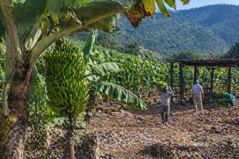 Vale do Ribeira recebe indicação geográfica para produção de banana em SP